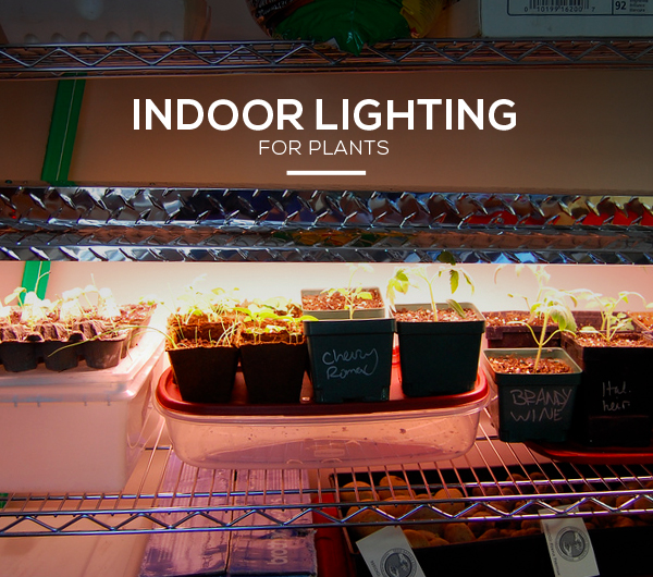Indoor Lighting For Plants