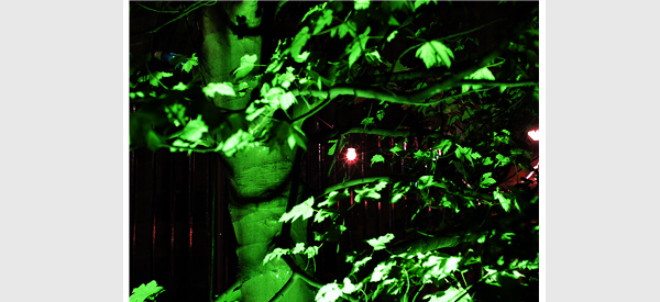 green tree
