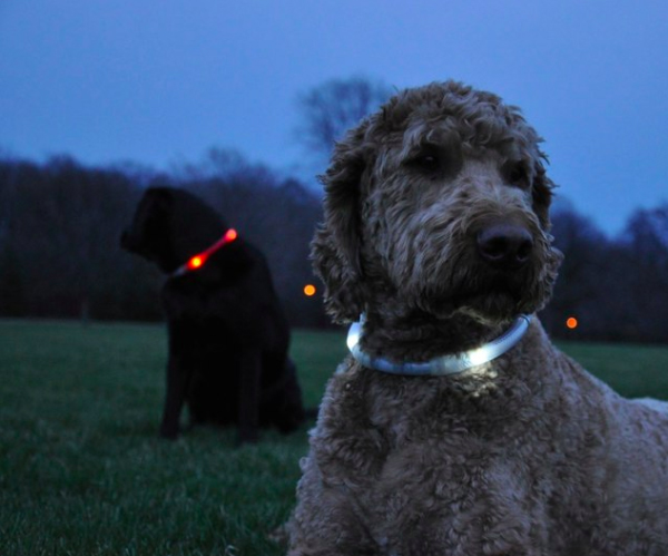 Dog Collar Light