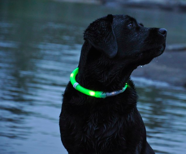 Glowing Dog Collar