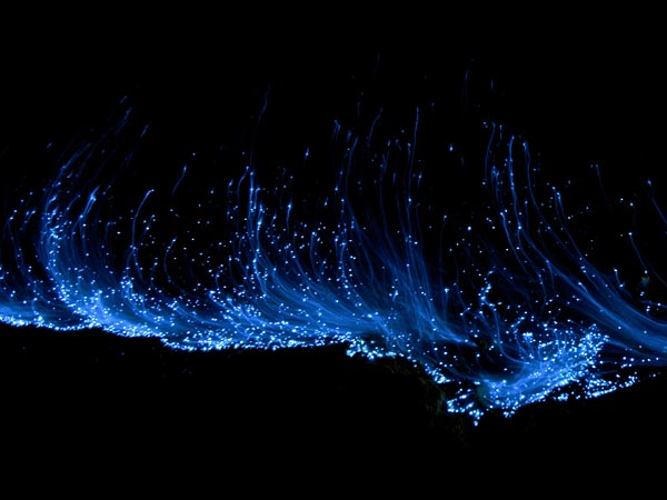 Blue Glowing Light Beaches